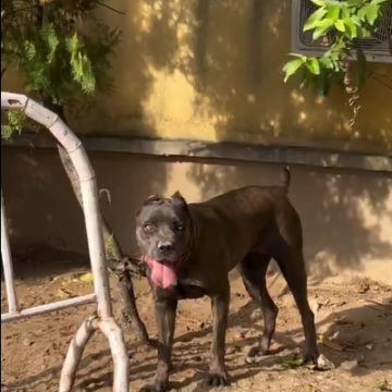 LAGOS STATE COMMAND CONFIRMS ARREST OF DOGS AND OWNER THAT ALLEGEDLY MAULED SECURITY TO DEATH IN LEKKI