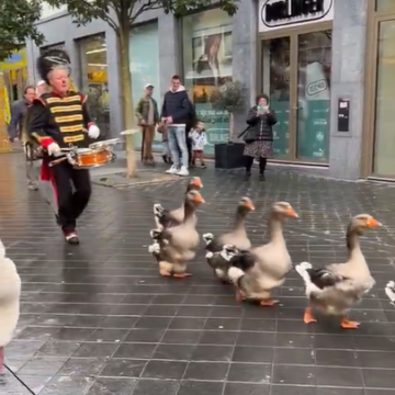VIDEO: A goose-parade in the Dutch town of Valkenburg.