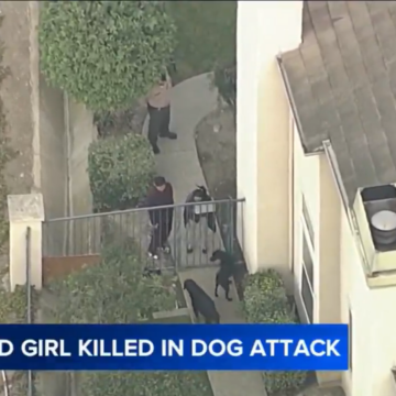 image Dogs Mauled Five Years Old To Death in California