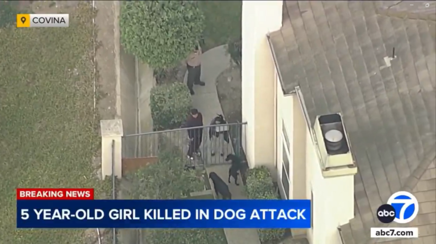 Dogs Mauled Five Years Old To Death in California