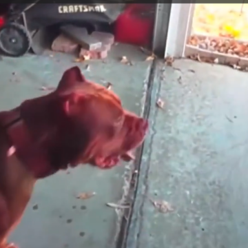 image 28-year-old Man Mauled to Death in Front Of His 4-Year-Old Son by His “Bully Dogs,” in California.