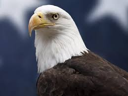 image Bald Eagle Officially Declared US National Bird