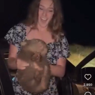 American Influencer Leaves Australia Ahead Of Deportation After Snatching A Baby Wombat From Its Distressed Mother