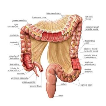 Health: Colon Cancer Are On The Increase, Protect The System That Protects You