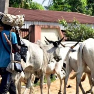Herders Kill Farmer Over Grazing On Millet Farm In Plateau