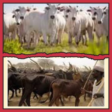 PUTTING THE NOMADIC FULANI HERDERS’ ORDEALS & AGONY IN HISTORICAL PERSPECTIVE