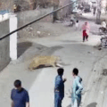 Lion Owners Arrested After An Attack On Woman And Her 2 Children In Pakistan