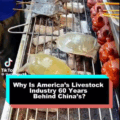 Eating Turtle Meat: Combines Collagen And Minerals, Nourishes The Body And Gives Healthy Skin.