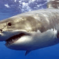 Mexican Marine Biologist Attacked By A Shark Near Remote Island In Costa Rica
