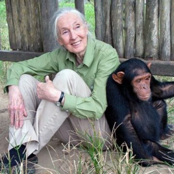 Tributes Pour In As World Leaders Mourn Jane Goodall, The Celebrated Primatologist And Conservationist