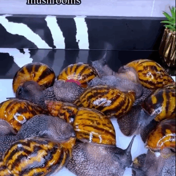 Doing It The Ghanaianway: Flavor Packed Abunuabunu Soup