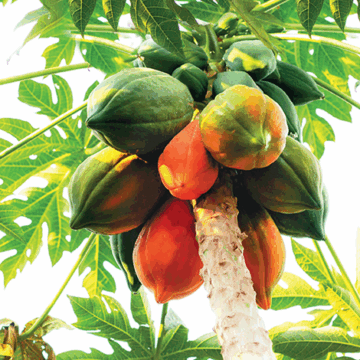 Pawpaw: The Tropical Fruit With Powerful Health Benefits. 