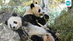 image Japan-China Ties Worsen as Final Two Pandas Depart.