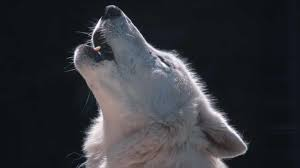 image Toddler Injured By Wolf After Crawling Under Pennsylvania Zoo’s Exterior Metal Fence