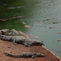 Police Arrest A Man For Attempted Murder After Toddler Ends Up In Crocodile Enclosure At English Zoo