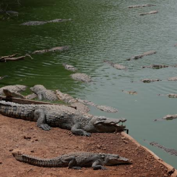 Police Arrest A Man For Attempted Murder After Toddler Ends Up In Crocodile Enclosure At English Zoo