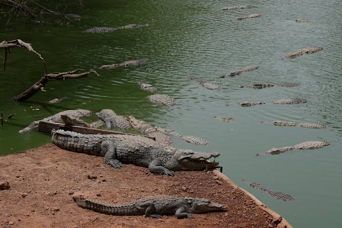 image Police Arrest A Man For Attempted Murder After Toddler Ends Up In Crocodile Enclosure At English Zoo